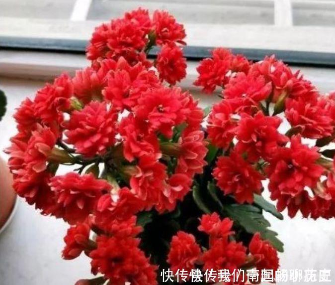 种花|4种花很好养,耐热耐晒更耐旱,养在客厅上档次,开花不断有花赏