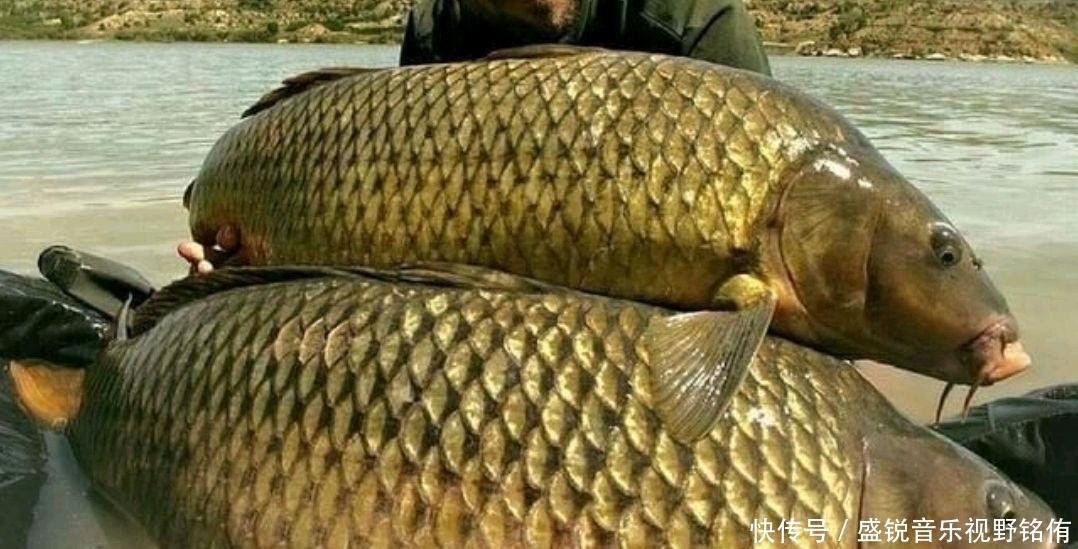 玉米最牛用法,学到就是赚到,狂拔大鲤鱼就靠它了。