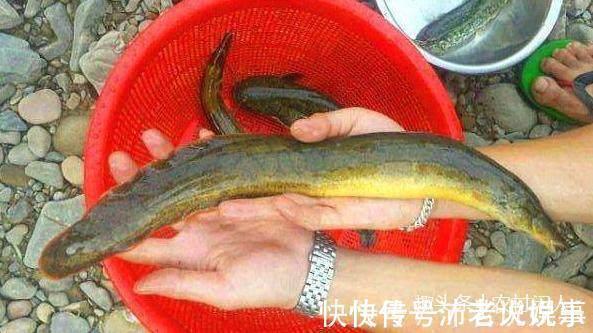 农村河里这4种鱼,全吃过的估计都是80后,00后基本上没见过
