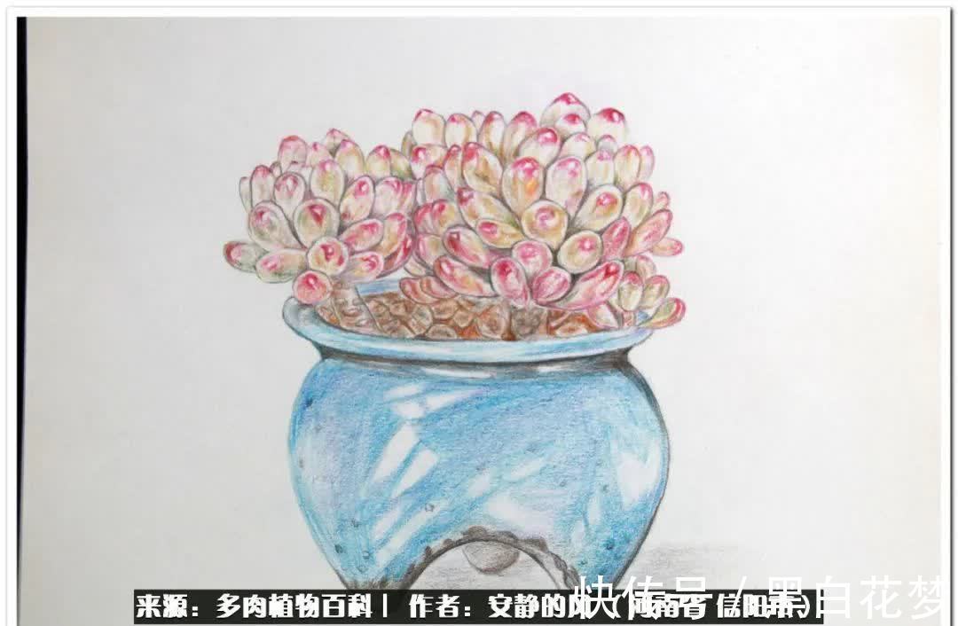 阳台多肉党的幸福生活!