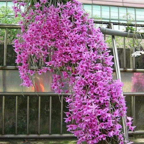 挂果|家里养盆“杀菌”花,精神轻松又清香,老中医经常养,错不了