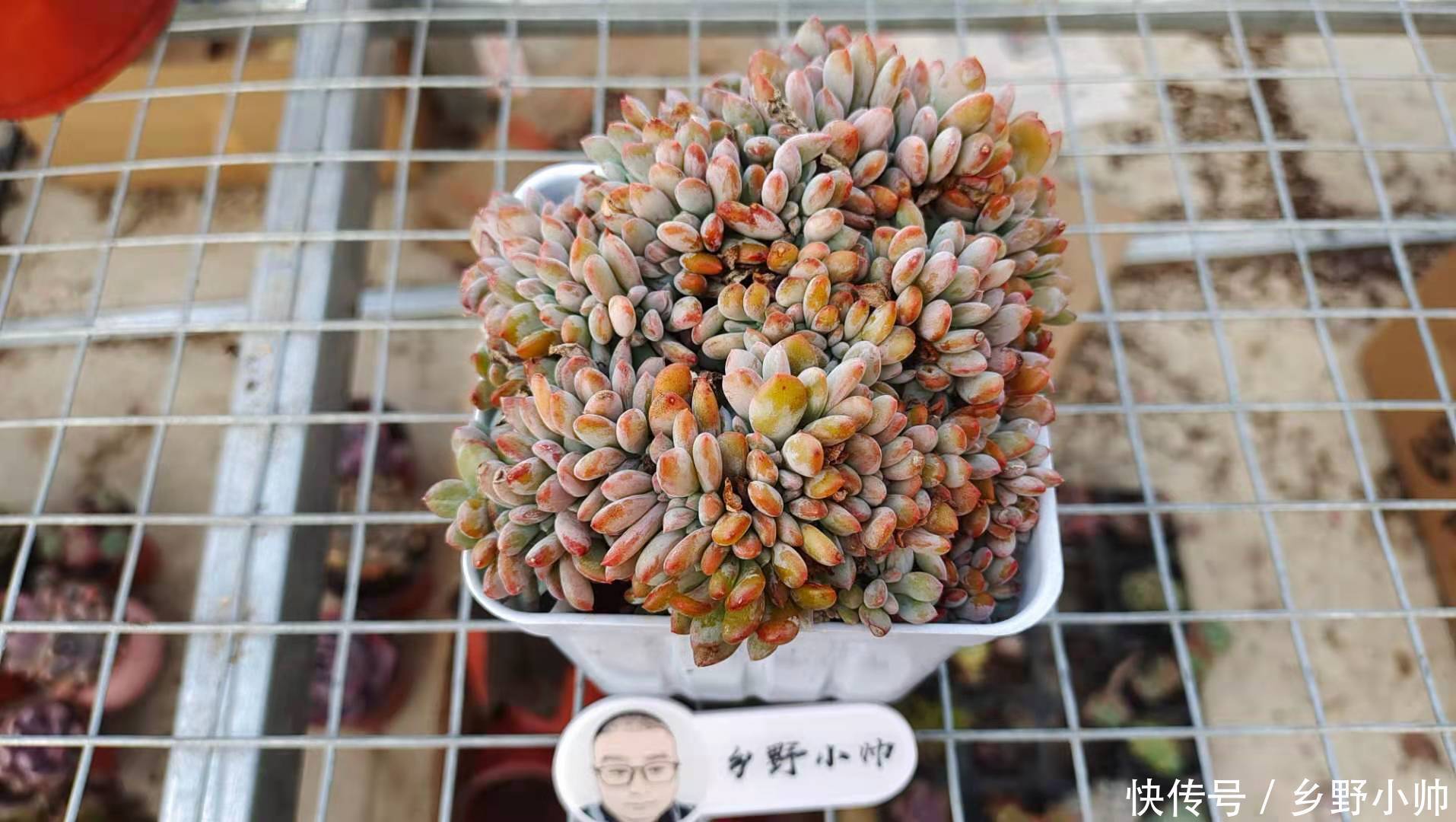 怎样养好小苗,做好以下3点,颜色即漂亮状态也美