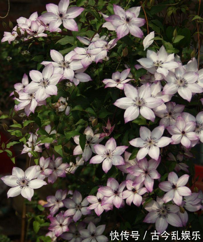 颜值|阳台还有位置,养棵“美好回忆”吧,颜值高,花期长,新手也能养