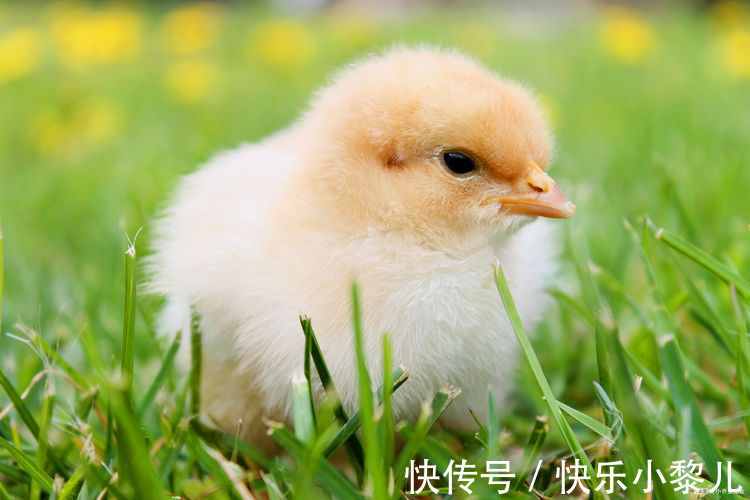 生肖|生肖鸡出生在哪个季度，福运多多，2022年顺风顺水，事业一路高歌