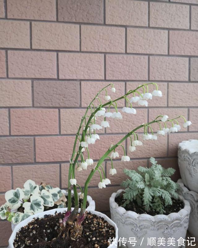 空气|俗话说人养花，花养人，这5种花放在家里好处多，全家老少更健康