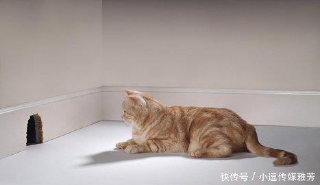 法国|明朝木匠皇帝法国锁匠国王,都不务正业为何路易十六走上断头台