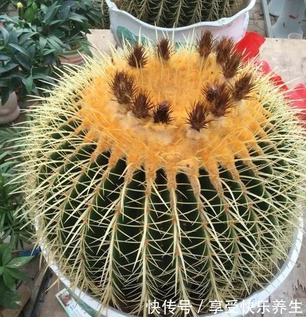 8种镇宅花,窗户边养一棵,霸气又镇宅!