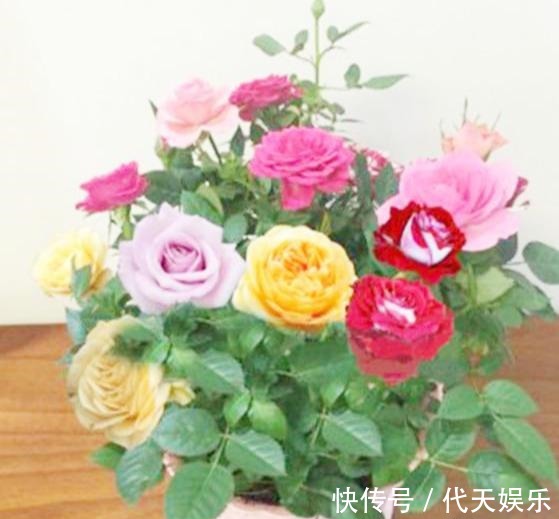 此花一树10色，花色美丽似彩虹，好闻似香水，好养易活，养花首选