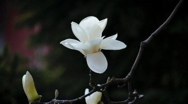  香气|此花沾土就能活，花开又多又美，香气更胜兰花，寓意坚贞不渝的爱