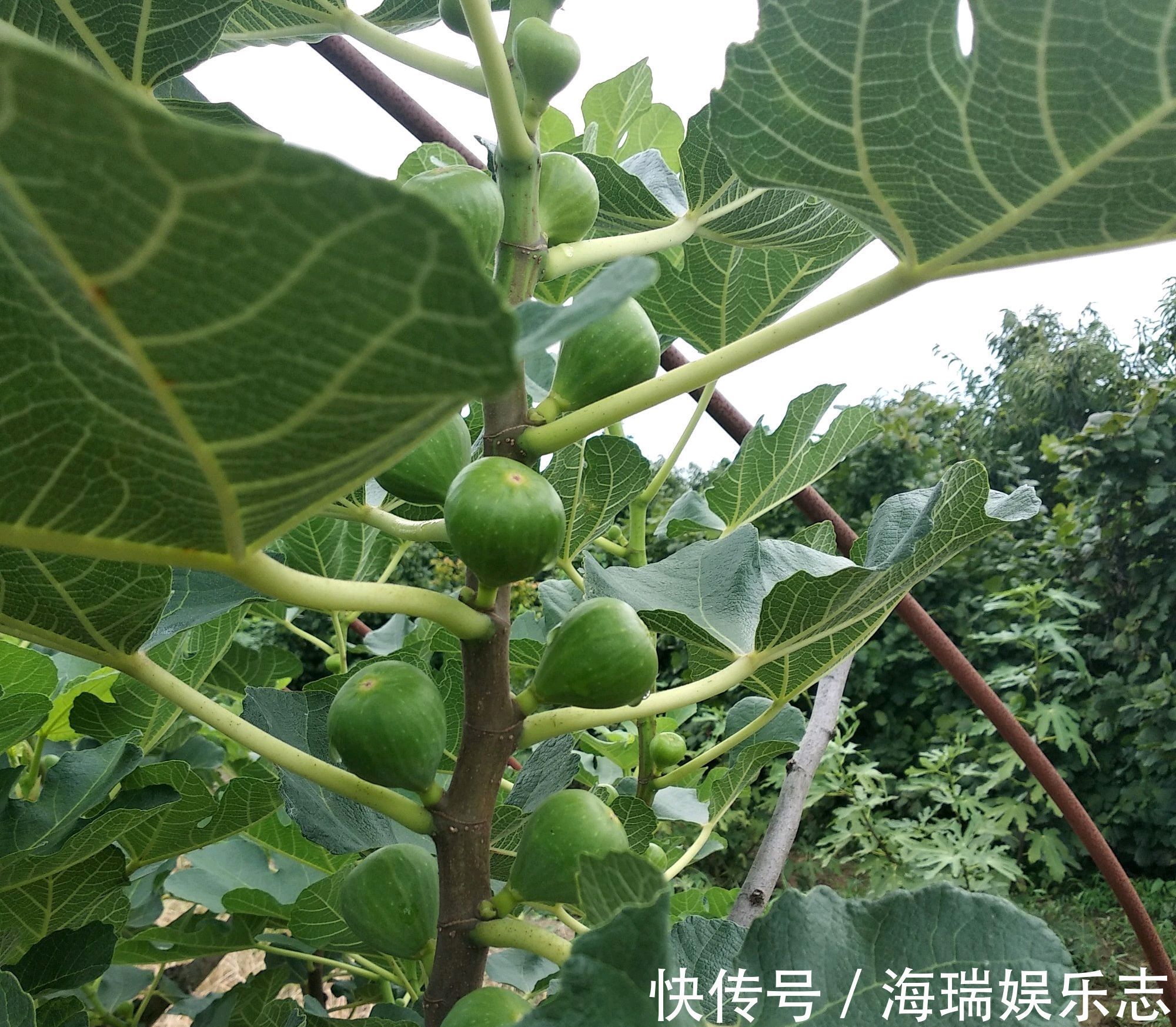 无花果|无花果扦插不生根关小黑屋几天，小白根冒不停