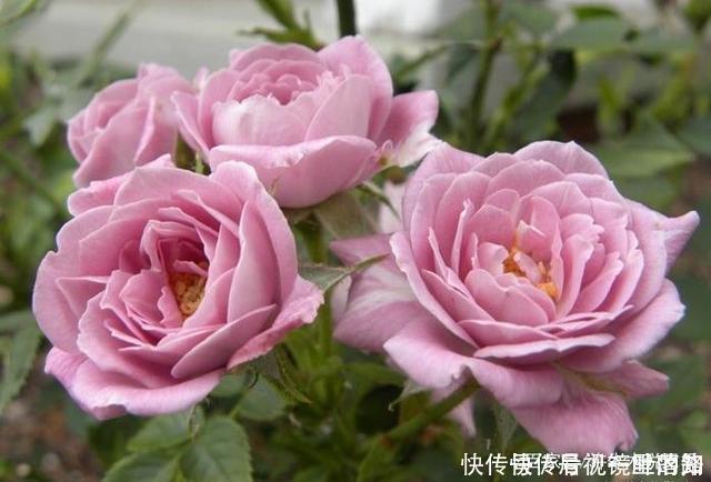 花色|20款紫色月季品种。浓香、抗病非常好养，天然紫色唯美盛开