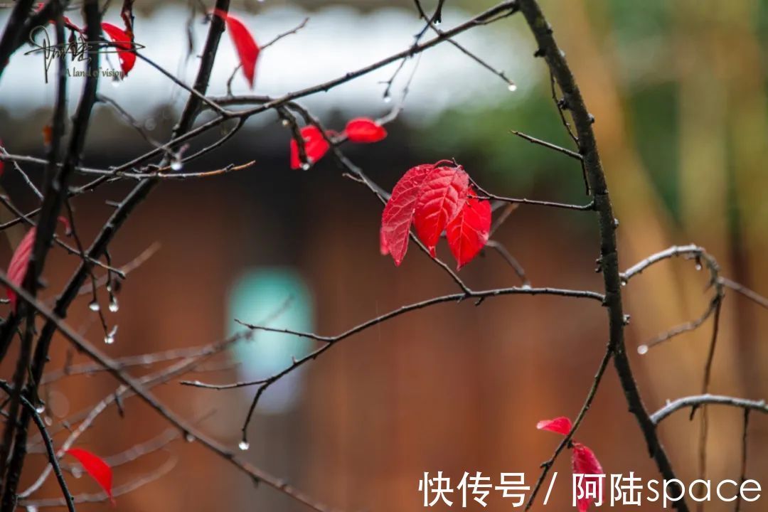 红叶|雨中西溪，长春桥两头的红叶格外喜人，似乎也在过年