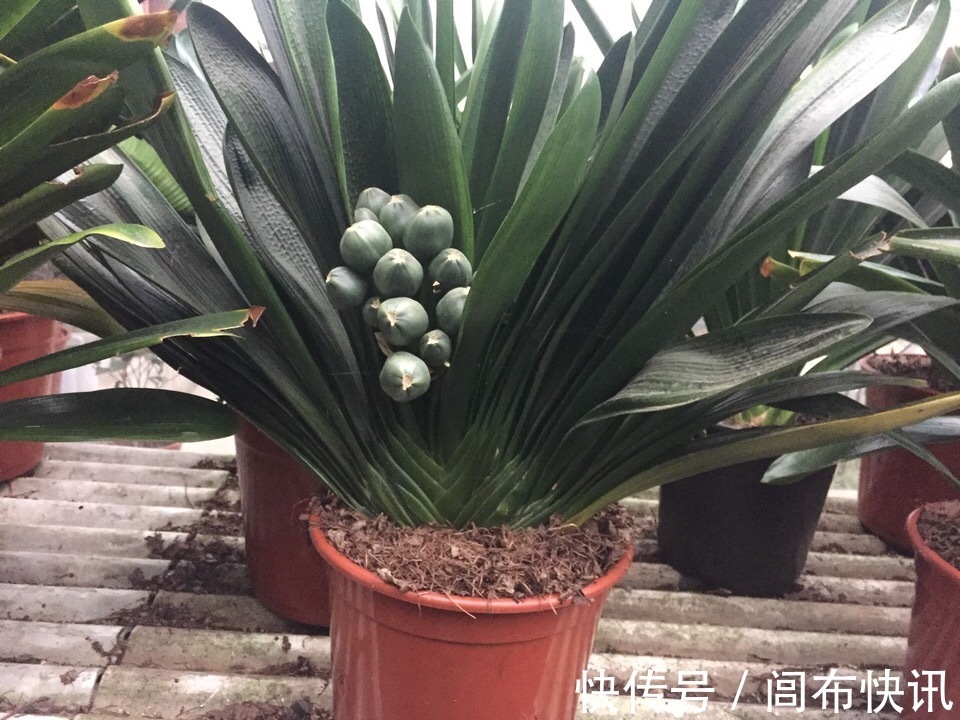 养君子兰,了解4个“原则”,新叶整齐、翠绿,入冬长出花箭