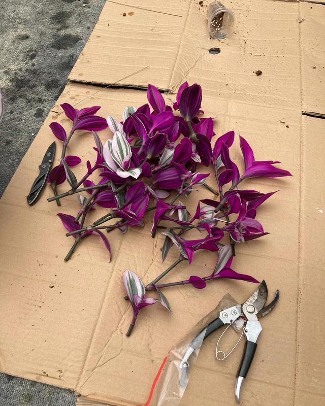 9种漂亮花，现在扦插“正当时”，喜欢别错过