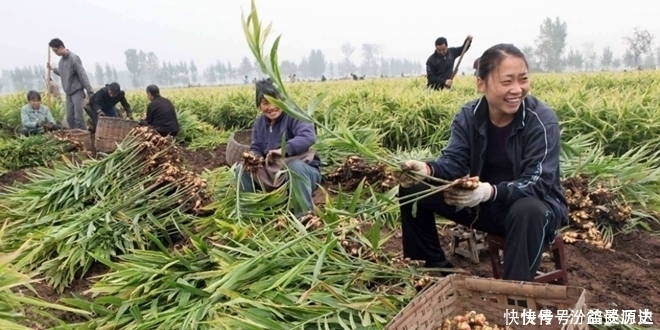 保存生姜千万别放冰箱了！教你1个诀窍，生姜放上一年都新鲜饱满