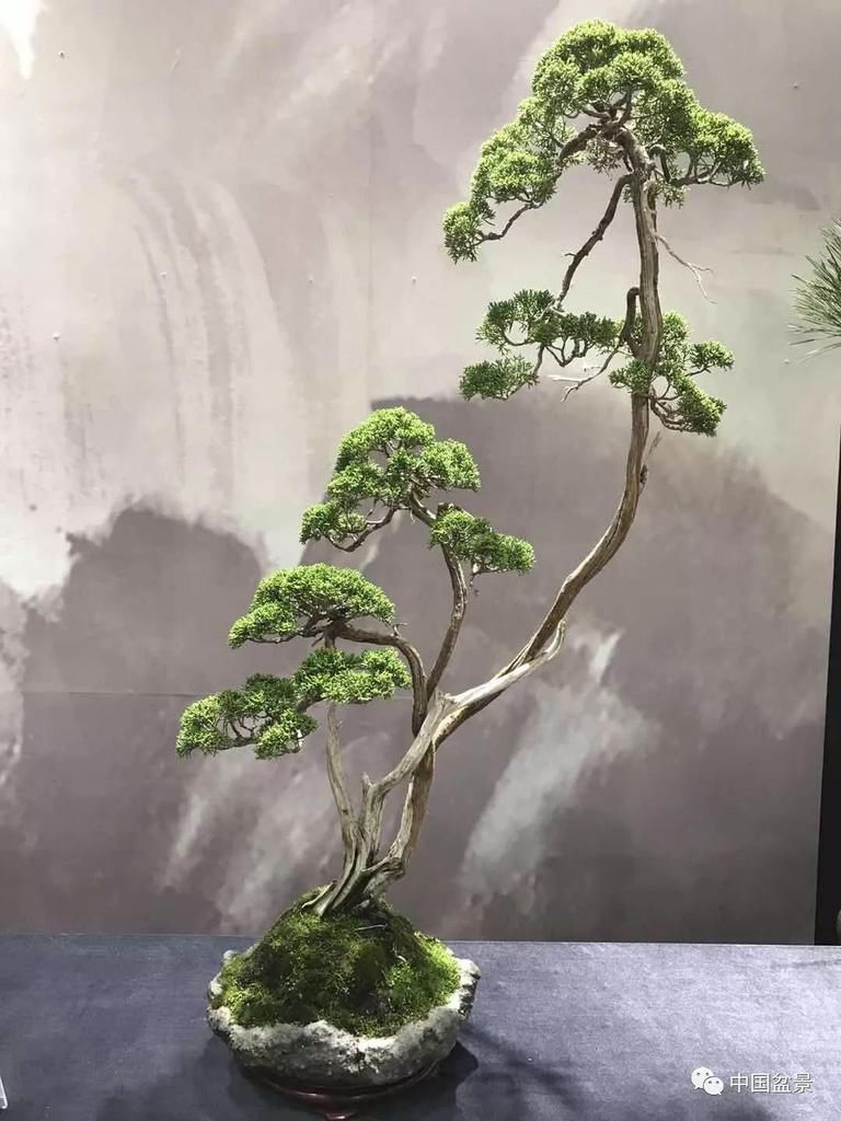 养殖|盆景养殖不在多而贵在精,你能养成这样吗?