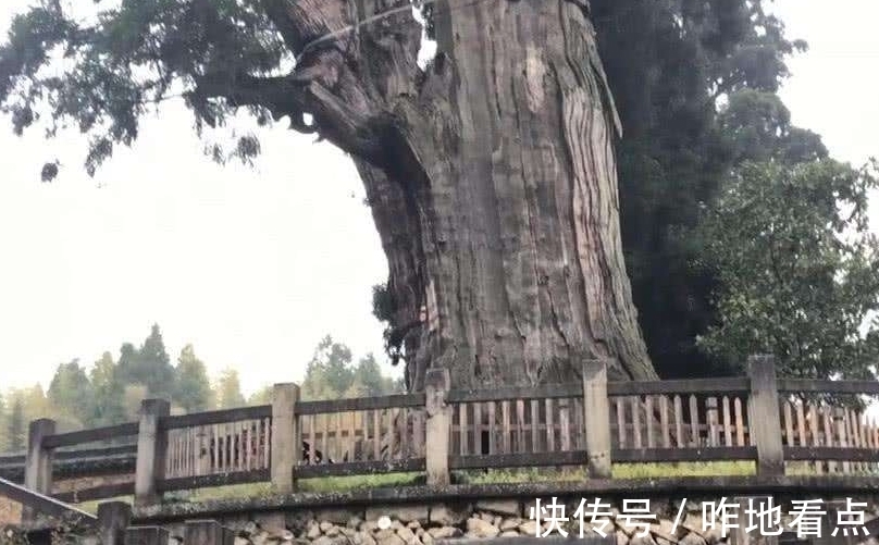 浙江景宁的这棵千年古树,靠营养液维持生命,今却争议不断