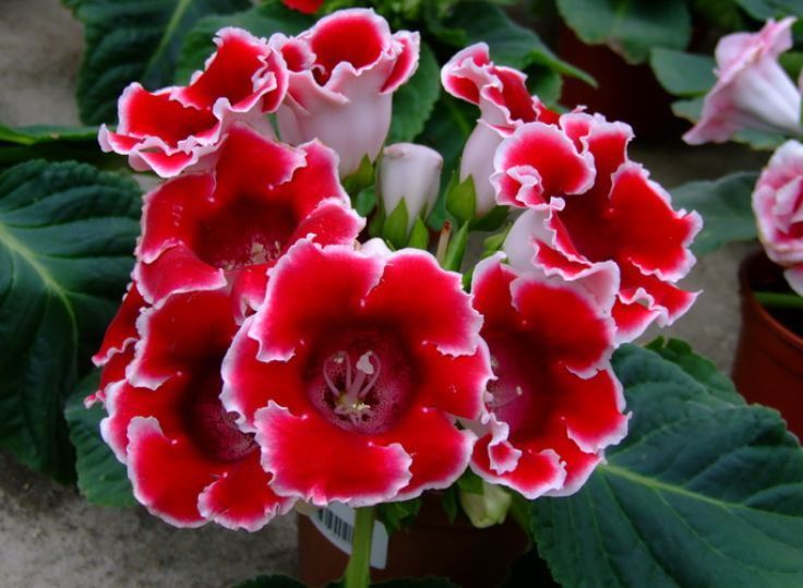 喜欢菊花，不如养盆“开花机器”大岩桐，开花灿烂，精致浪漫