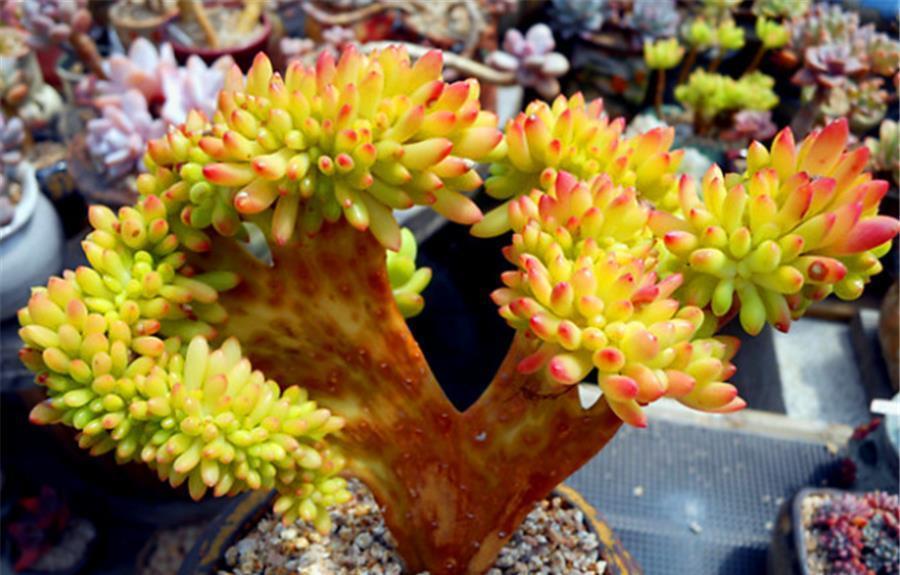 虹之玉|彩色果冻多肉中的“3朵姐妹花”,晶莹剔透颜色亮,出状态太美了