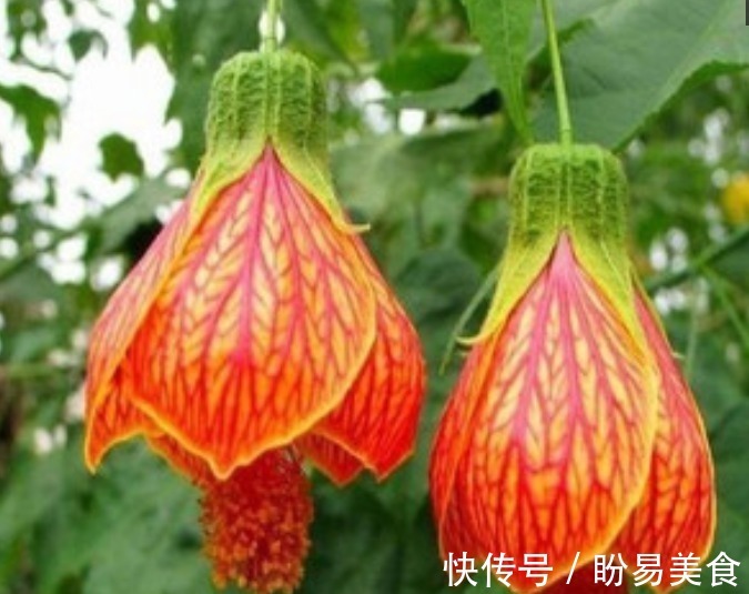 竹节秋海棠|世界上“最美”的5种垂吊花,婀娜多姿,看一眼就心醉,太漂亮了