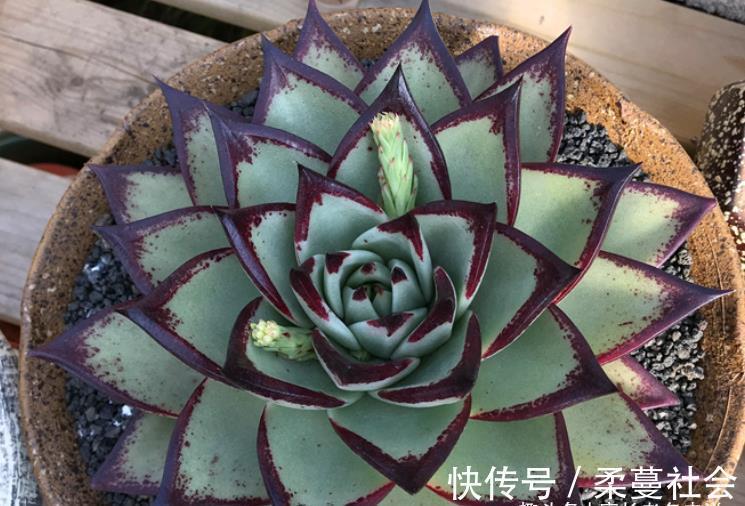 黑檀汁|多肉乌木品种众多且十分混乱,我们如何才能挑到称心如意的呢?