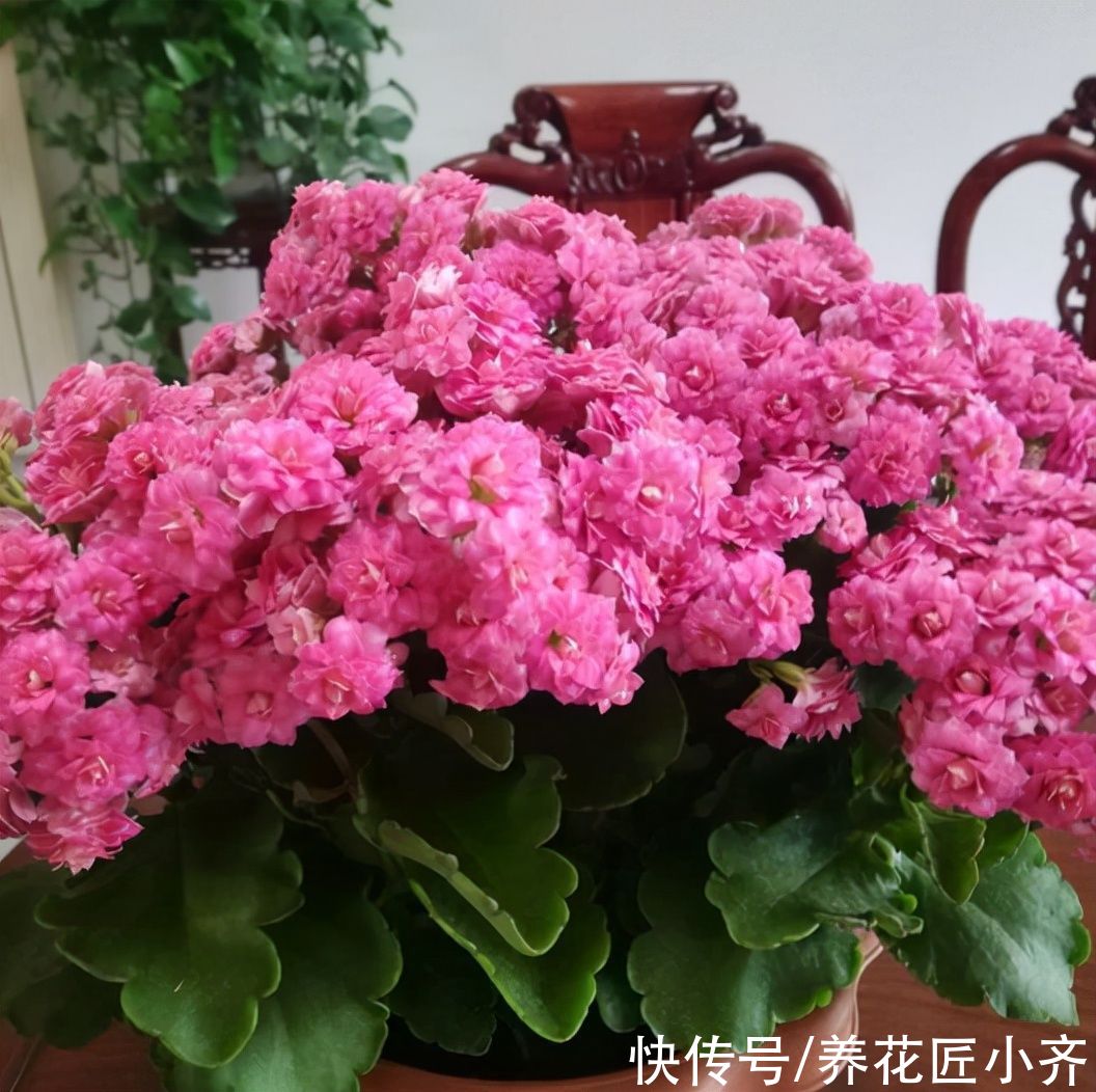 阴天|想让长寿花花杆矮小“变花球”，这2点一定要精准掌控