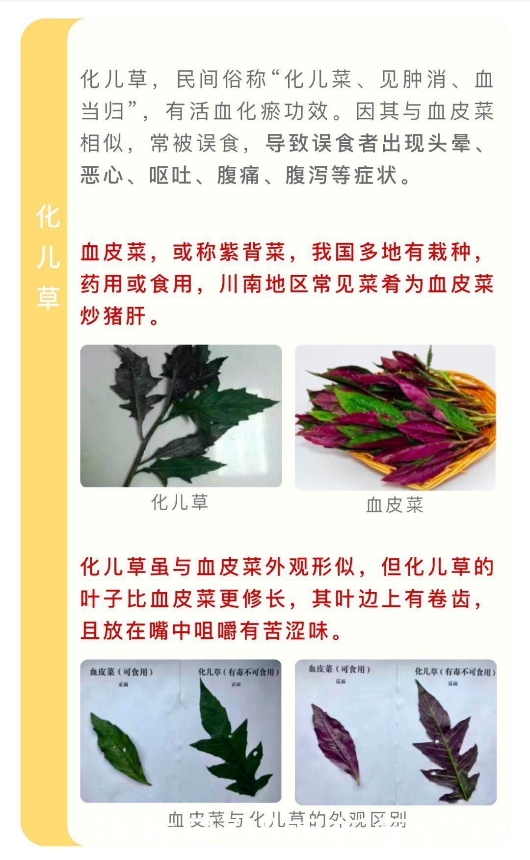 野菜|四川人注意！夏季这些常见的植物有毒