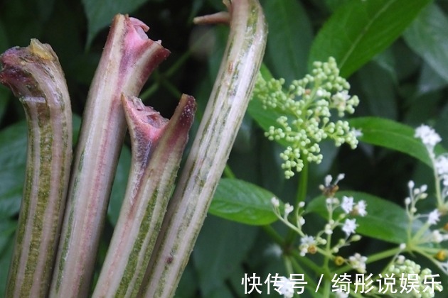 臭名|农村臭名远扬接骨丹 主治风湿和跌打 廉价草药功效大