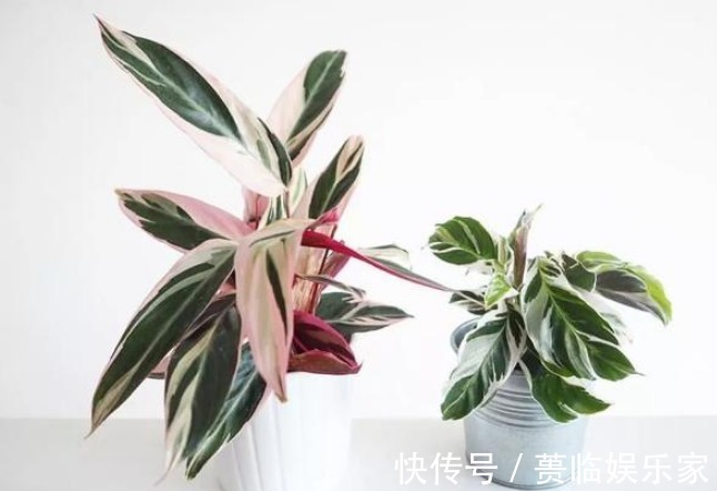 吉祥|小商小贩也需要养花这3种花招财又聚财,越早知道越好,别不信