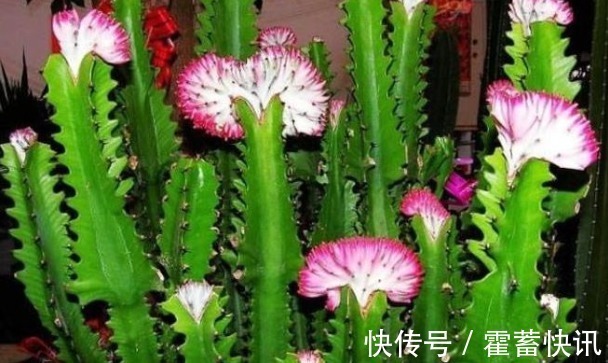 红星凤梨|“3种花”有钱人争着养,招财还招福,养得好一帆风顺,财源广进