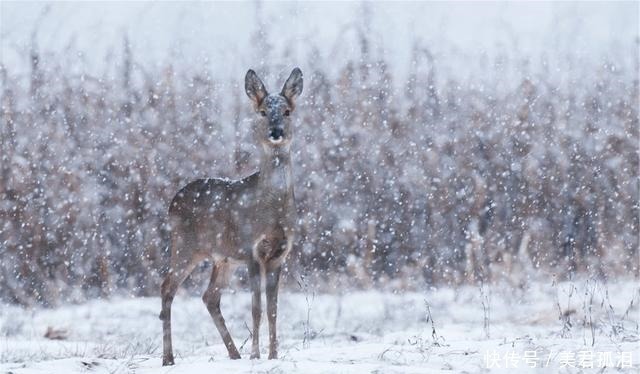 哈束力@历史上西丰经过多次开垦,几次失败后,为清末完全弛禁埋下了伏笔