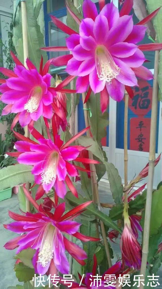 大荷花|一盆“仙人掌”,开满“大荷花”,又威武,又壮观,又好看