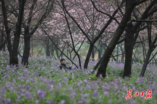 樱花是这样从我国喜马拉雅山脉“走”向世界