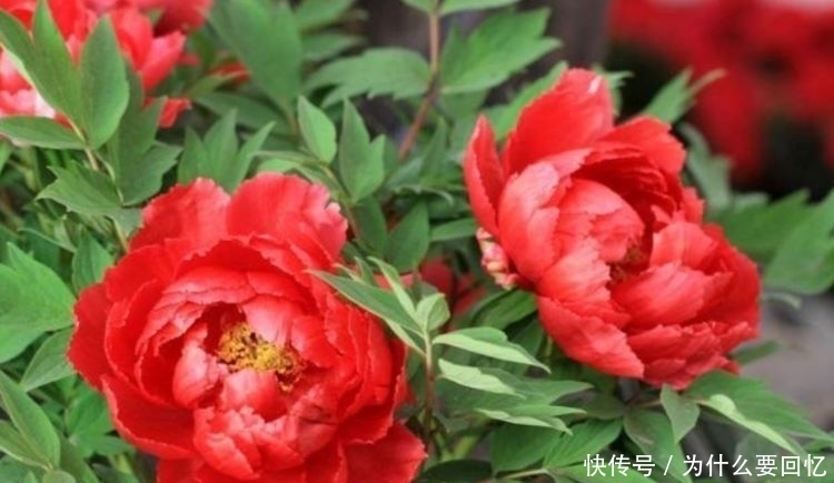 适合阳台养护的花卉,阳台开出花海,全年开花不断