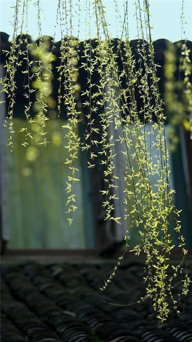 春雷始鸣，乌镇“慢直播”带你“云春游”，看小镇有多美