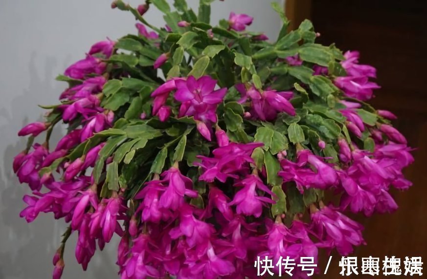 3样东西,吃完留下“废壳”,闷一闷拿来养花,比营养土强10倍