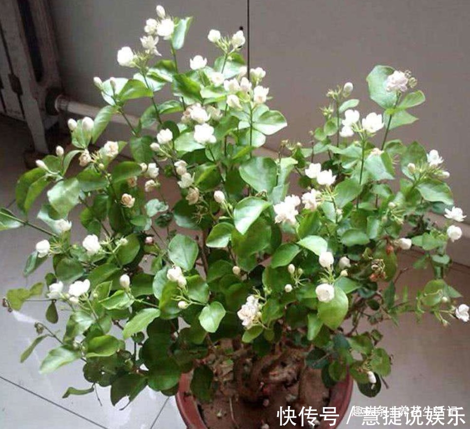 枝条|茉莉花怎么养学会“3个”方法,枝条健壮叶子绿,花朵洁白繁多