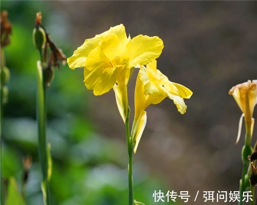 喜欢养花,不如养盆大花美人蕉,花色艳丽形状奇特,养护简单