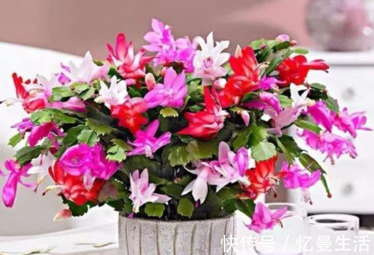 种花|4种花,堪称“开花机器”,花期长、花量大,美翻了