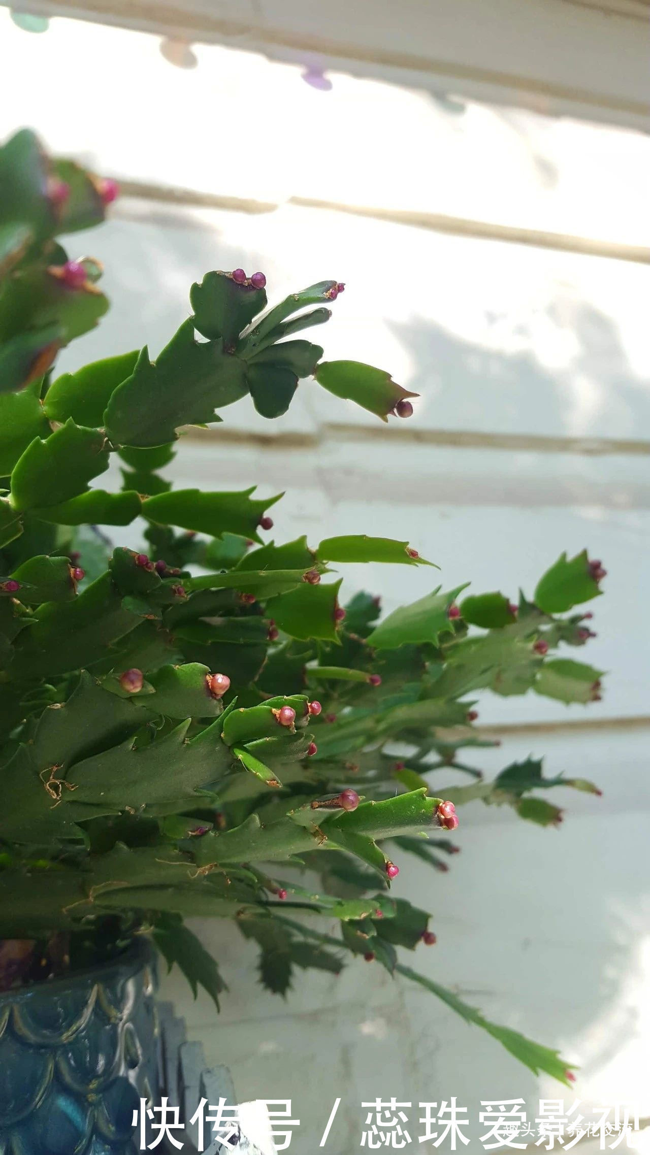 叶子|养盆栽蟹爪兰掌握10点就足够,看完就知道为啥叶子干瘪、不开花