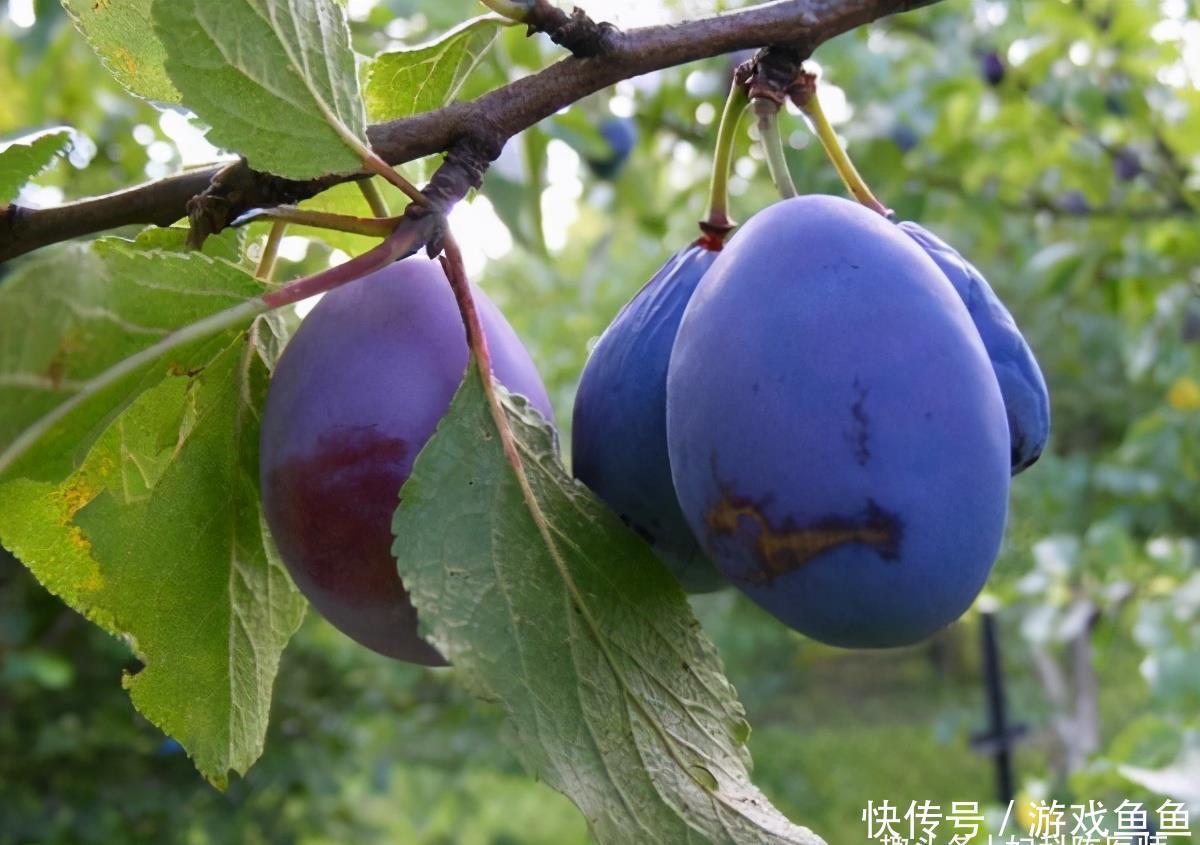 杀菌|夏天不妨坚持常吃3种食物,清热排毒,杀菌消炎,改善血液循环