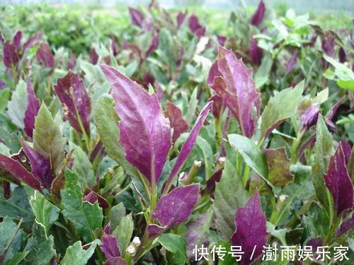 大肚子|女人不想大肚子,水桶腰,3种野菜,减肥瘦身,刮油,吃出好身材