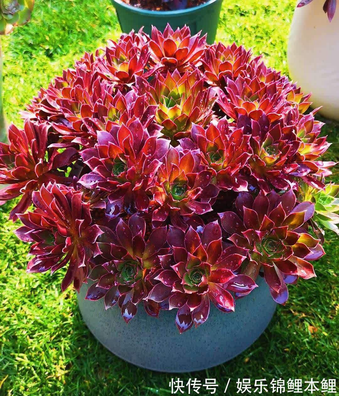 养殖|养多肉有3个基础要领，盆栽法师，再多注意2细节，轻松养好