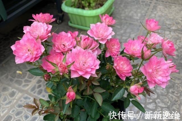 仙气十足|一款很“仙”的盆栽花卉，花色清新秀美，四季都开花，好看又好养！