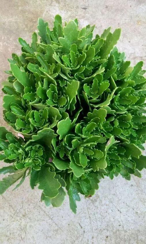 花肥不用买，一把“黑蛋蛋”撒花盆，比啥肥都灵，养花贼壮