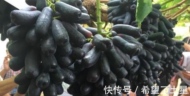 香味|院子里种点果树试试吧,寓意好,果肉软糯奶香味,甜而不腻!