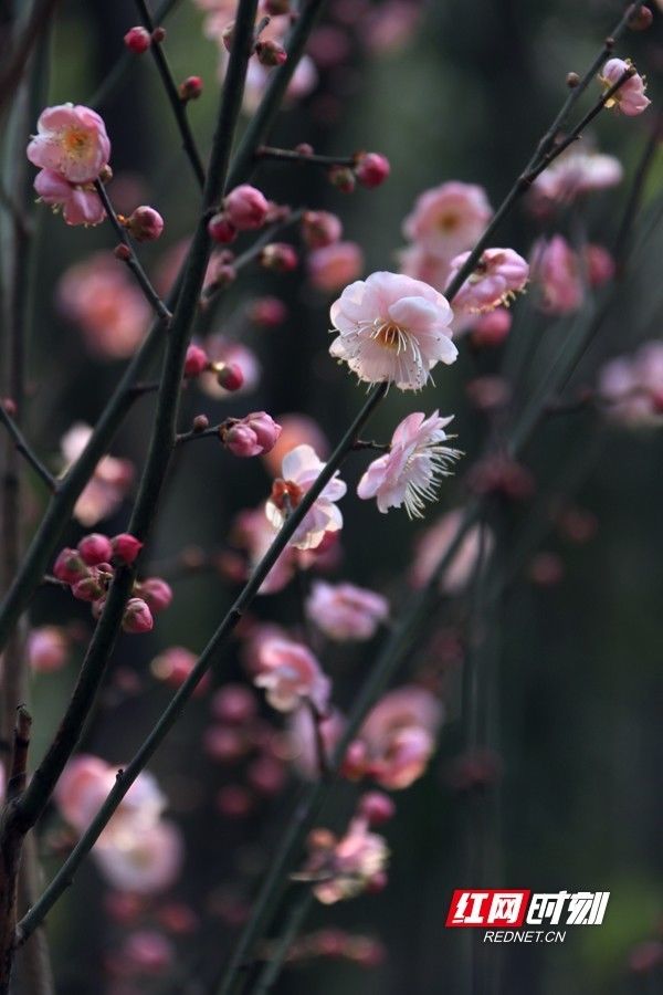 植物园|梅花盛放，湖南省植物园“冬之韵”赏花季来了