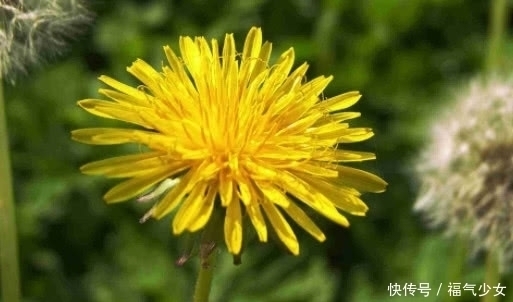 野草|提个醒:在农村遇见这种野草,一定要拔回家,被称为“草药皇后”