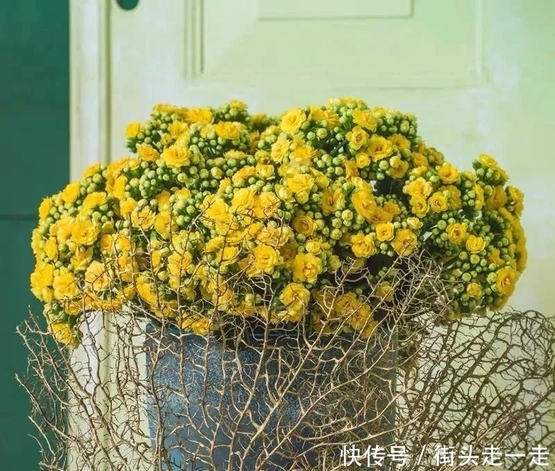 45种长寿花,个个都美爆了,你家养了多少种?