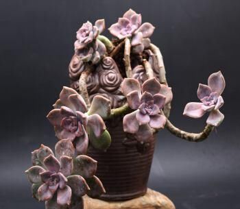 杆子|多肉植物紫乐徒长个怎么回事,该如何处理